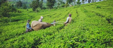 Harvesting Tea Machine V8 1400 (6)